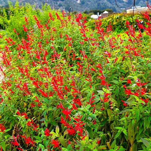 Vista 3 de 2 plantas vivas de salvia vibrante, plantas de salvia perennes fragantes vivas para plantación de primavera, plantación de verano, de 5 a 10