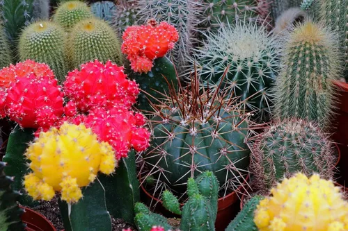 Vista 3 de Semillas Cactus (Cacti) Mix - Orgánico