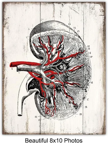 Vista 4 de Medical Anatomy – Juego de placas de arte de pared de órganos humanos vintage – Impresiones de fotos Shabby Chic para clínica médica, oficina de Dr.