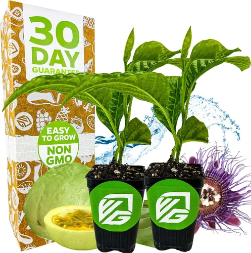Vista 7 de Bounty Passiflora by Wellspring Gardens - Fruta dulce y jugosa - Crecimiento rápido y vigoroso - Ideal para enrejados, cercas y contenedores
