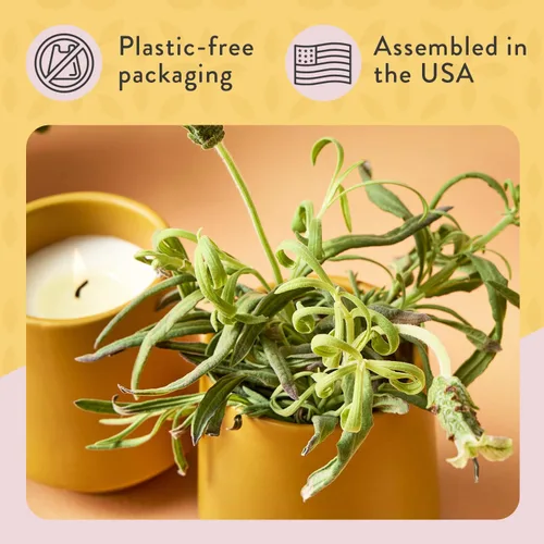 Vista 8 de Modern Sprout Rooted Candle - Vela perfumada de madera de cedro 2 en 1 y soja con semillas que crece en planta de lavanda, 6 onzas con 42 horas