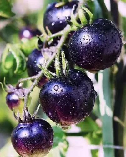 Vista 2 de 30 semillas de tomate cereza negra semillas de verduras de jardín