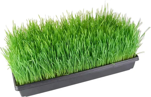 Vista 3 de Bandejas para germinar plantas (CON orificios de drenaje) – 20" x 10" – bandejas perfectas germinadoras de semillas de jardín: para semilleros