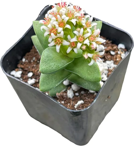 Vista 4 de Plantas suculentas vivas de USKC (maceta de 5 cm Crassula 'Tiempo de primavera')