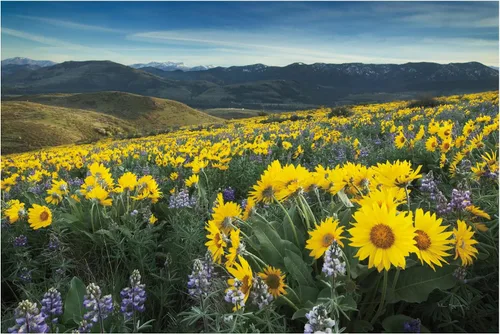 Vista 2 de Trademark Fine Art WAP01796-C1624GG Methow Valley Wildflowers IV, 16x24