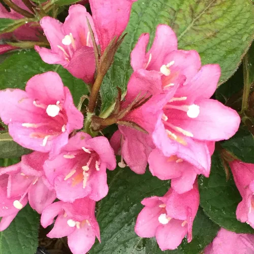Vista 2 de Arbusto de 2 galones Proven Winners Midnight Sun Weigela