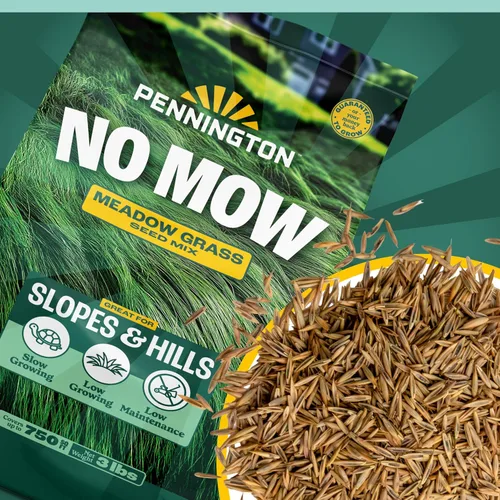 Vista 3 de Pennington Mezcla sin cortar, semillas de hierba de festuca, semillas