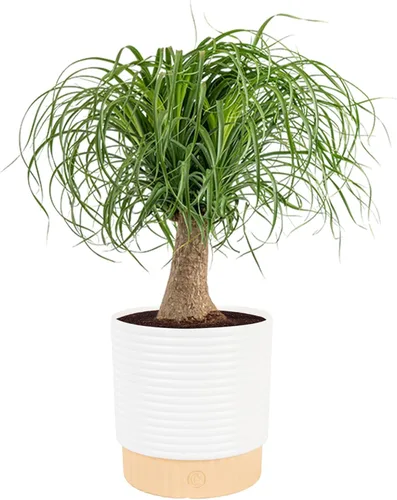 Vista 26 de Costa Farms Planta viva de palma de bambú en maceta decorativa, planta de interior grande purificadora de aire, perfecta para decoración del hogar