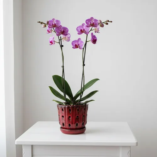 Vista 8 de Juego de 2 macetas de orquídea de cerámica de 4.9 pulgadas con Rojo