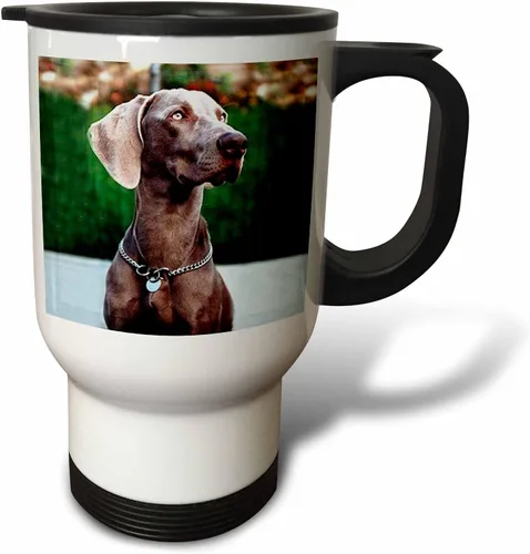 Vista 4 de 3dRose Weimaraner - Taza de viaje, 14 onzas, acero inoxidable
