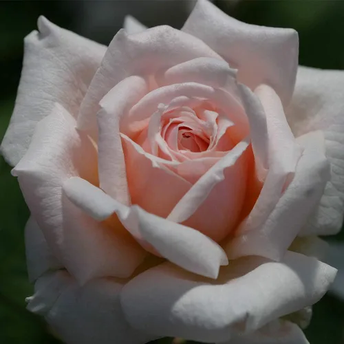 Vista 2 de Heirloom Roses Planta de rosas - Arbusto de rosa rosa Quietness, planta viva resistente para plantar al aire libre