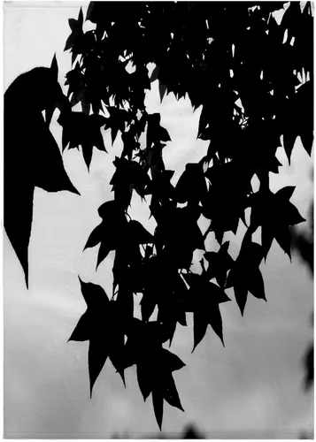 Vista 6 de 3dRose Sweet Gum Leaves, Lovely Leaves of the Sweet Gum Tree in Silhouette 11x12 Wash Cloth for Face and Body