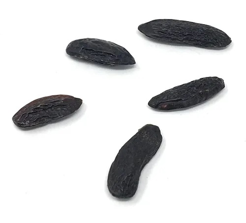 Vista 4 de 5 Granos de Tonka Premium - Granos de Tonka Naturales Enteros - 100% Tonquín Crudo y Puro, Fragancia Fuerte (Vainas Dipteryx Odorata Tonkin). Granos