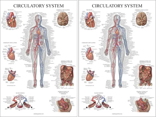 Vista 5 de Palace Learning Carta anatómica del sistema circulatorio, póster de anatomía vascular, (18 x 24 pulgadas)