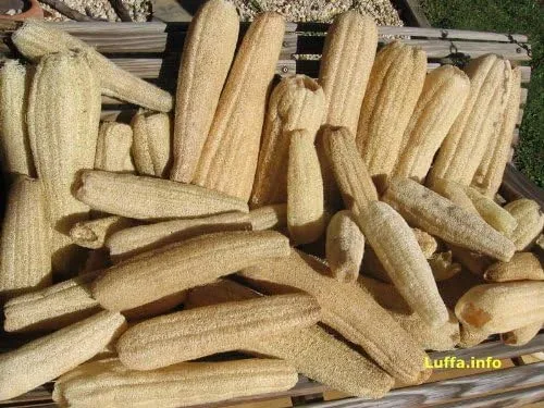 Vista 2 de Calabaza Esponja Luffa-Luffa 10+ Semillas