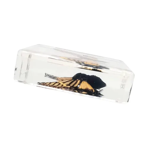 Vista 4 de Especímenes reales de cigarras en resina, pisapapeles artesanales, colección de taxidermia de animales para educación científica y adorno de cicada