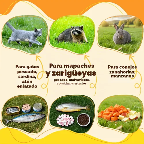 Vista 5 de Jaula plegable de 32 pulgadas para animales vivos Jaula de trampa de animales para gatos callejeros, mapaches, armadillos y conejos
