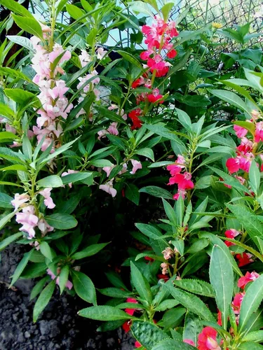 Vista 3 de Más de 50 semillas de bálsamo de jardín colorido impaciente - Mezcla de flores