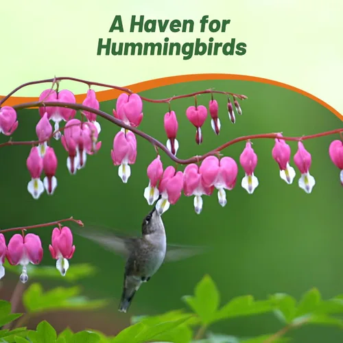 Vista 5 de Outsidepride Semillas de corazón sangrante con flecos Dicentra Eximia – 100 unidades. Semillas perennes, adaptables y resistentes, semillas