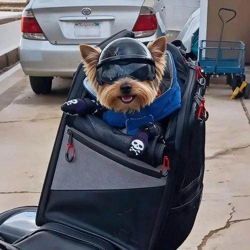 Vista 6 de Enjoying Cascos para perros pequeños, casco para perros pequeños, con gafas, senderismo, ciclismo, al aire libre, resistente al viento, a prueba