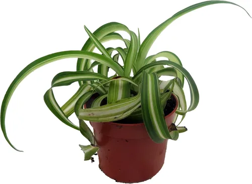 Vista 3 de Bonnie - Planta de araña rizada - Planta de aire limpio fácil de cultivar - Maceta de 2.5 pulgadas