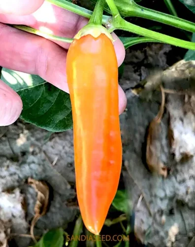 Vista 2 de Semillas de pimienta Aji Amarillo Heirloom - 10 semillas - Sin OMG - Variedad popular peruana