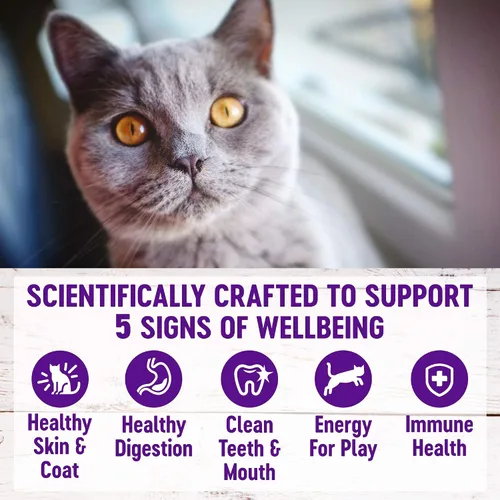 Vista 4 de Wellness Complete Health - Alimento seco natural para gatos, receta de harina de pollo y pollo, paquete de bolsa de 5 libras, golosinas naturales