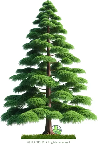 Vista 3 de Southern Bald Cypress Tree Semillas Premium Taxodium distichum 'Summer' Plants'® (Semillas premium, 10)
