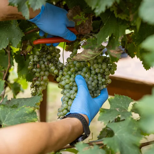 Vista 7 de Mazzetti Vinagre balsámico de Módena de 3 años de edad con etiqueta negra IGP Dulce y grueso Perfecto para queso y fruta Envejecido