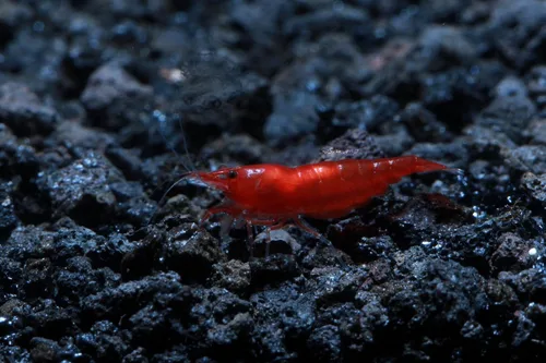 Vista 3 de Camarones vivos de acuario de agua dulce - Neocaridina (Bloody Mary, 5 unidades)