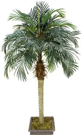 Vista 2 de Dos palmeras tropicales artificiales de coco fénix de 6 pies, sin maceta