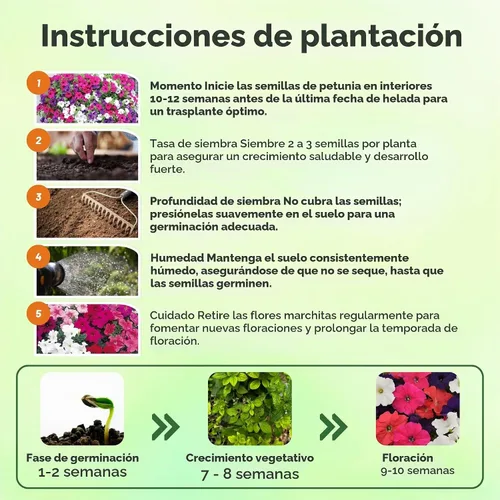 Vista 4 de Outsidepride Hybrida Mix Petunia Seeds - 5000 unidades. Semillas de flores anuales, compactas y versátiles para plantar flores vibrantes de bajo