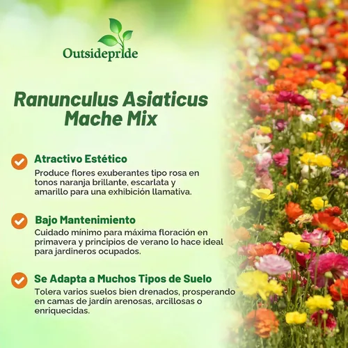 Vista 3 de Outsidepride 20 semillas anuales de ranúnculo persa ranúnculo macé flor semilla mezcla para plantar Mezcla de Mache