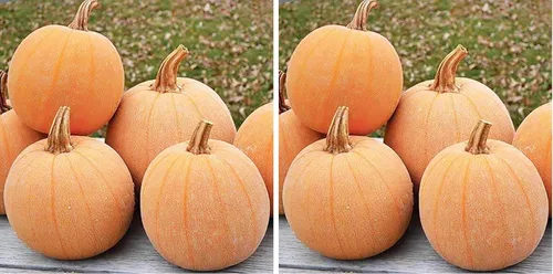 Vista 6 de Semillas de calabaza de lujo de invierno, reliquia, textura sedosa de reliquia para un pastel perfecto. Esta maravillosa calabaza pequeña tiene una