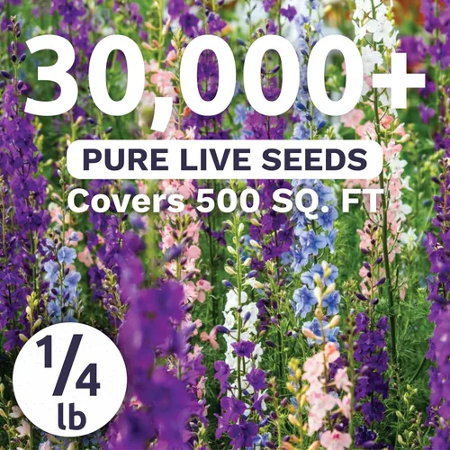 Vista 2 de Rocket Larkspur Imperial Mix - Bolsa a granel de 1/4 libra - 30,000 semillas de flores para plantar - Consolida ajacis