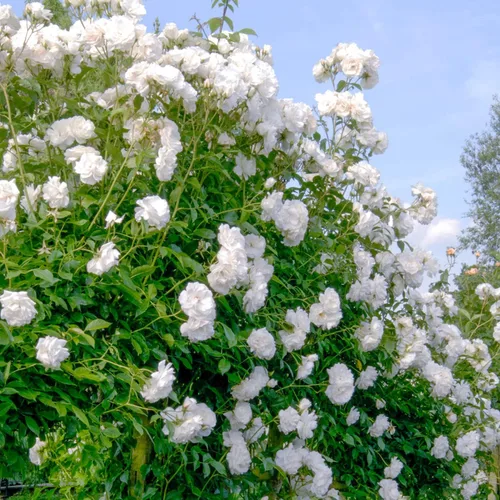 Vista 2 de GARDENS ALIVE! - Iceberg White Flowering Climbing Rose ush Planta de inicio de raíz desnuda inactiva, una planta por oferta - Cultivado en su propio