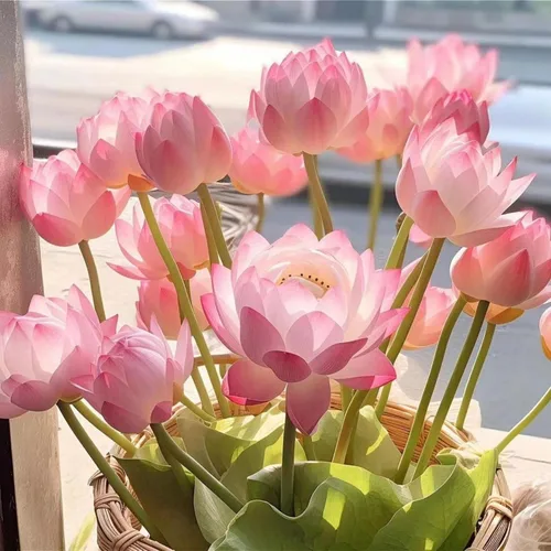 Vista 6 de Más de 30 tazones de semillas de loto bonsái para plantar semillas de flores de lirio acuático, semillas de plantas sin OMG, semillas de jardín