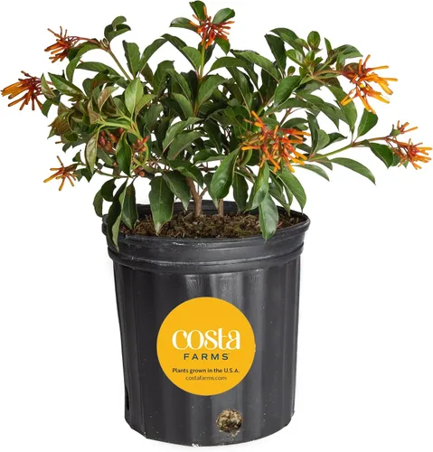 Vista 15 de Costa Farms Curcuma, planta viva de jengibre oculto en maceta de plástico, planta de interior con flores al aire libre, perfecta para decoración