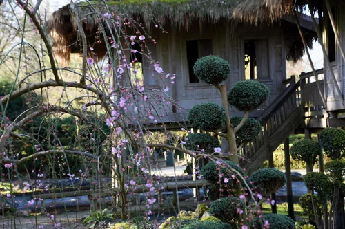 Vista 8 de Okatsune Tijeras Ikebana (7 pulgadas), No.209
