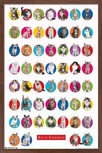 Vista 17 de Trends International Keith Kimberlin - Póster de pared de cuadrícula de gatito, 14.725 x 22.375 pulgadas, versión enmarcada de madera de granero
