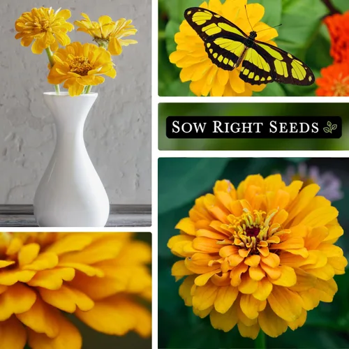 Vista 4 de Sow Right Seeds - Semillas de zinnia de ave canaria para plantar - Paquete de reliquia sin OMG para plantar y cultivar - Flores anuales amarillas