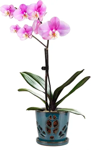 Vista 17 de W&W Maceta de orquídeas con agujeros y platillo para trasplantar, verde azulado, 9.7 pulgadas