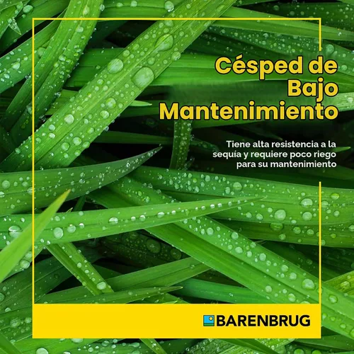 Vista 5 de Barenbrug Wonderlawn Bermuda - Semilla de césped sin cáscara para temperaturas y climas tropicales, semillas de bermudas duraderas sin cáscara