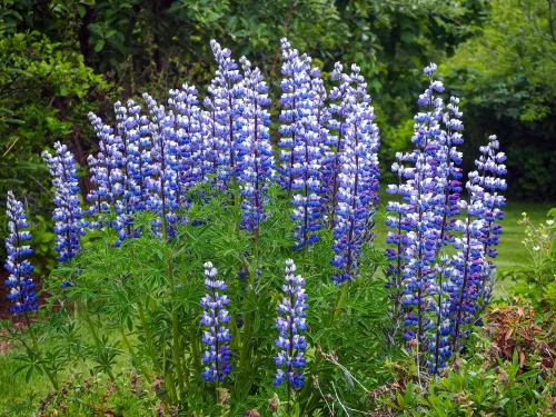 Vista 3 de Semillas altas de altramuz de hoja grande para plantar, más de 50 semillas de flores silvestres por paquete, semillas de jardín de Isla