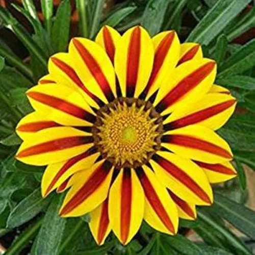 Vista 3 de Semillas de flores de Gazania rojas y amarillas para cultivar, fabricadas en Estados Unidos, se envía desde Iowa, ideal con caléndula o rosas.