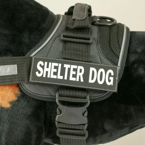 Vista 10 de EzyDog Insignia lateral – Identifica claramente a tu perro cuando llevas el arnés para perro Convert – Juego de dos insignias (Adopt Me, S)