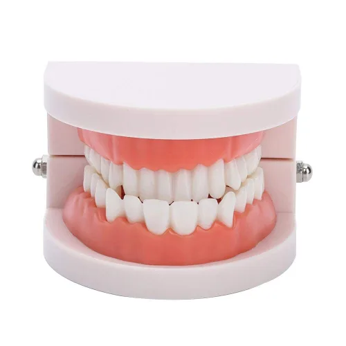 Vista 7 de Dientes falsos, dientes falsos, modelo de dientes, modelo de dentadura postiza práctica de cepillado Modo de dientes Gingiva Demostración anatómica
