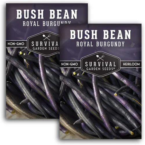 Vista 10 de Survival Garden Seeds - Semilla de frijol burdeos real para plantar - Paquete con instrucciones para plantar y cultivar frijoles morados sin hilo