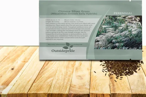 Vista 10 de Outsidepride - 250 semillas de la hierba ornamental perenne Miscanthus Sinensis Early Hybrids [Chinese Silver Grass] para sembrar