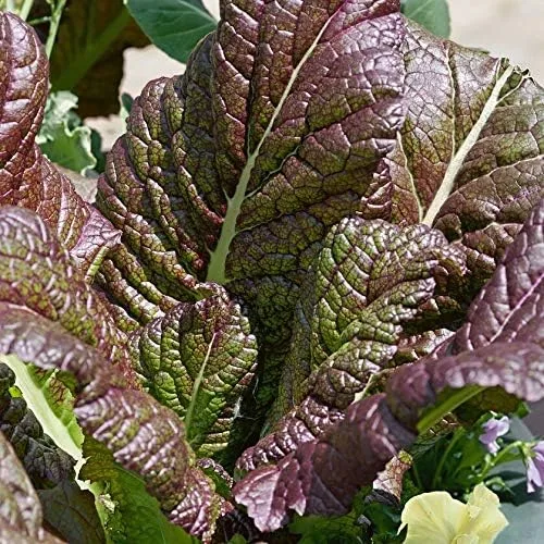Vista 2 de Osaka Purple Mustard Green Seeds (500 unidades) Marca COOL BEANS N SPROUTS